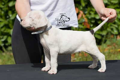 Du Domaine Des Temps Orageux - Dogo Argentino - Portée née le 29/03/2022