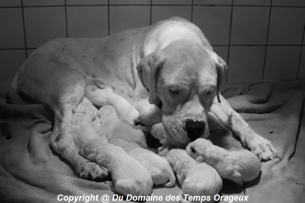 Du Domaine Des Temps Orageux - Dogo Argentino - Portée née le 14/09/2021